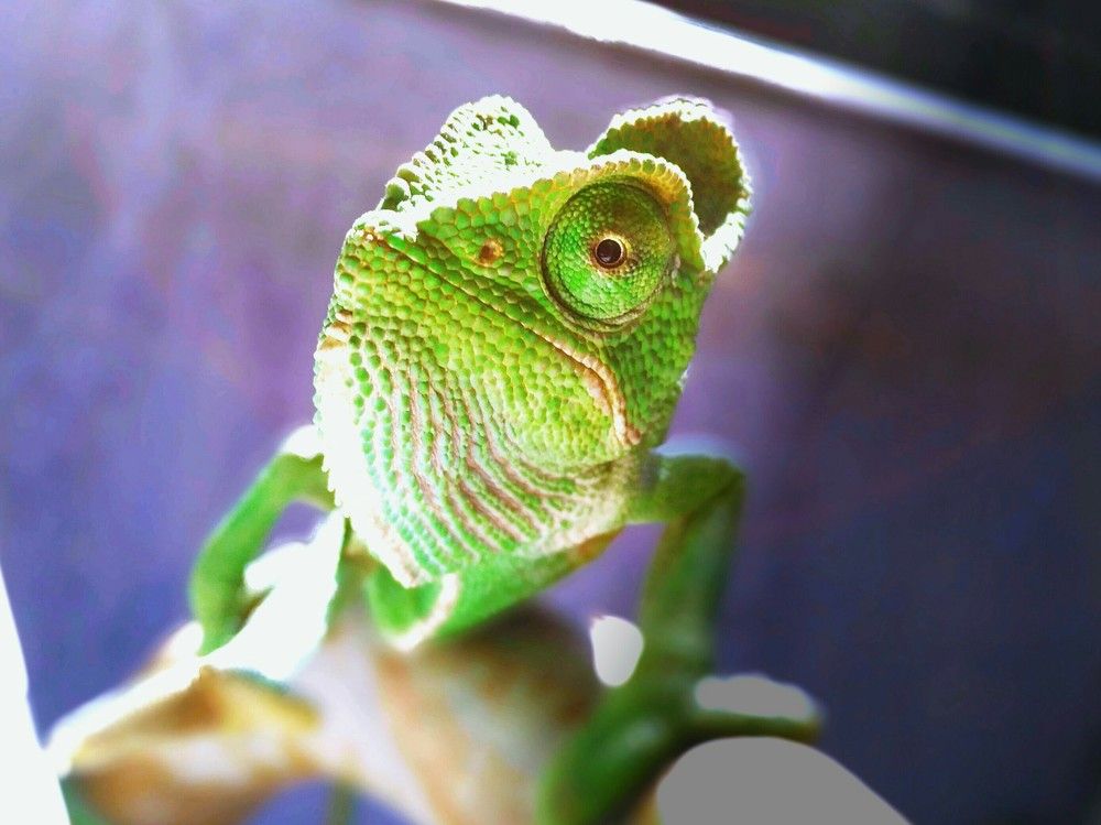 Chameleon......