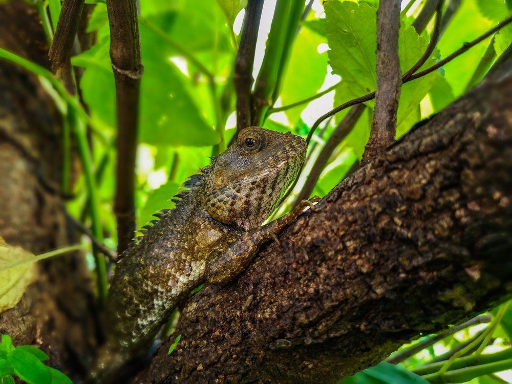 Reptile....