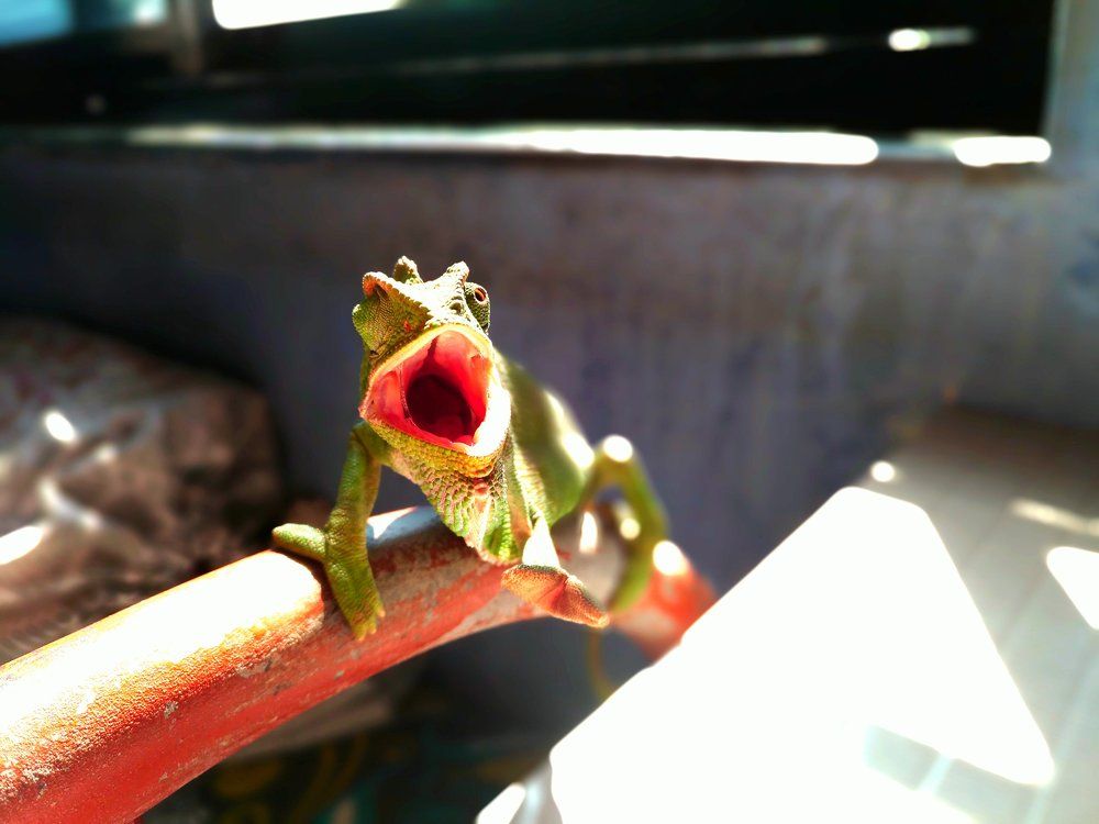 Chameleon....
