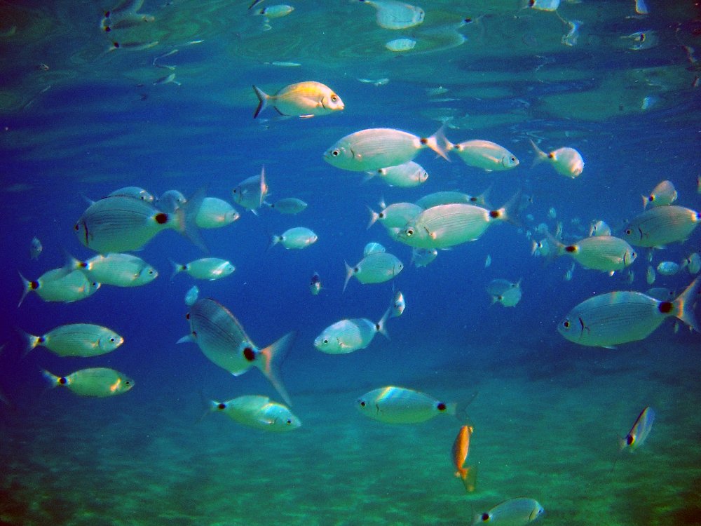 Греция, Кос. в 3-х метрах от берега. Фото 1.