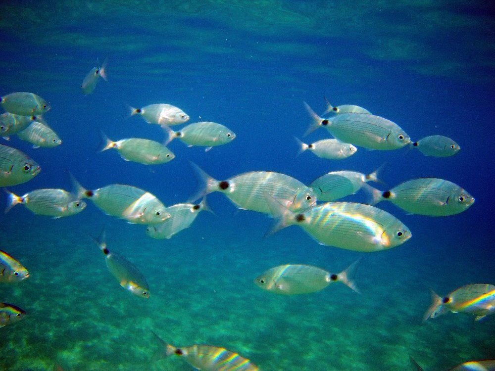 Греция, Кос. в 3-х метрах от берега. Фото 2.