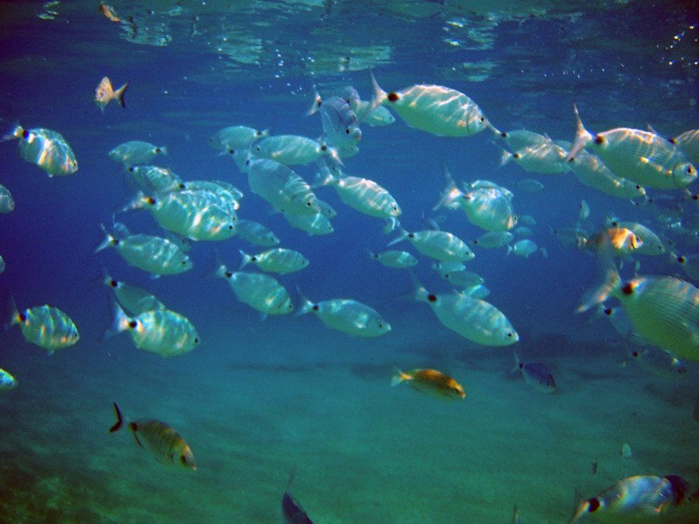 Греция, Кос. в 3-х метрах от берега. Фото 3.