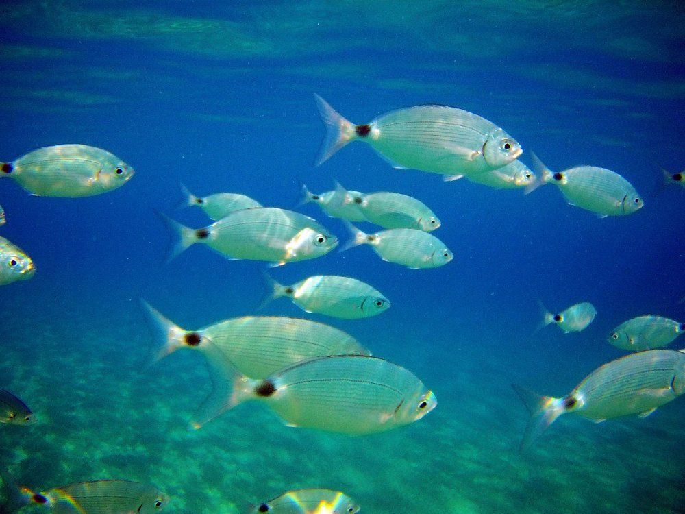 Греция, Кос. в 3-х метрах от берега. Фото 4.