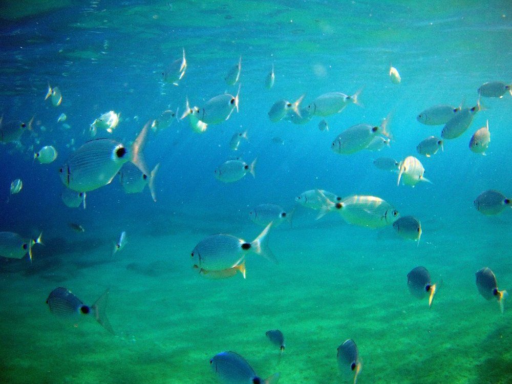 Греция, Кос. в 3-х метрах от берега. Фото 5.