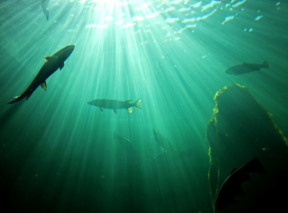 Обитатели Балтийского моря.