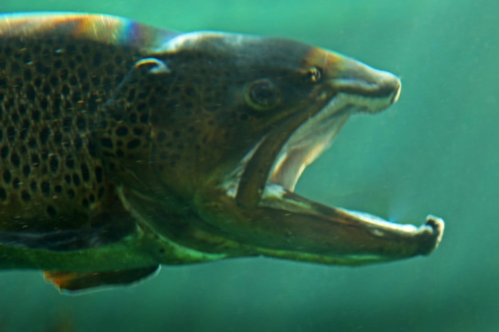 На охоте, подобно леопарду...