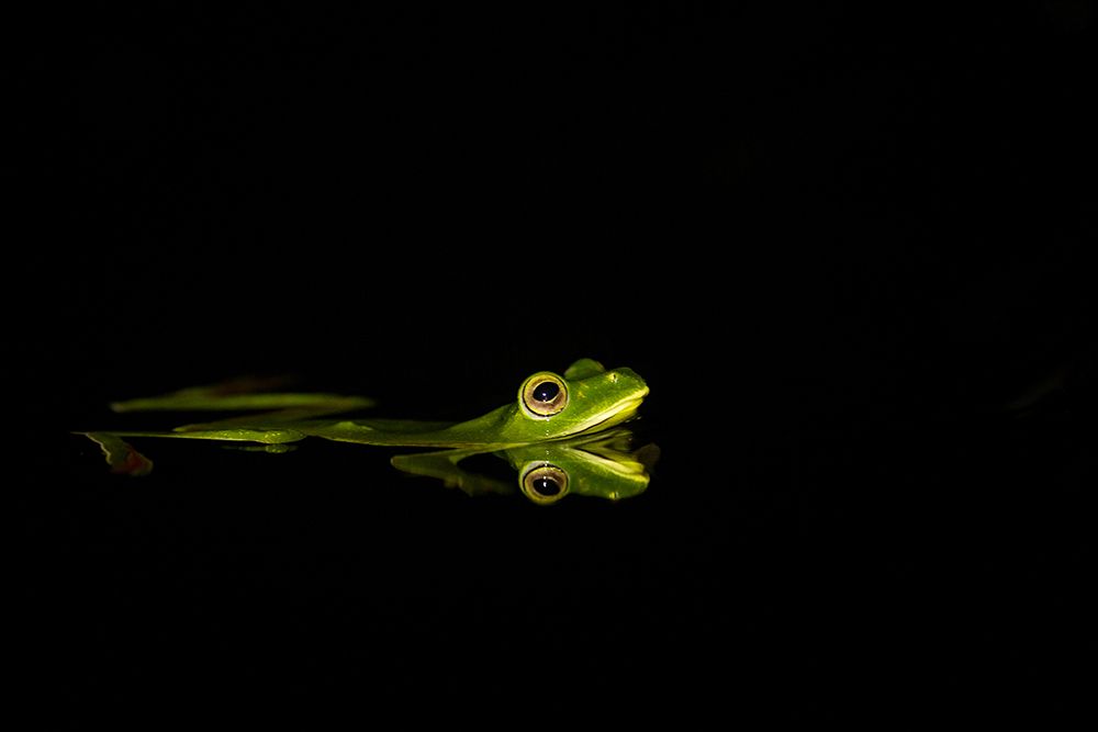 Malabar Gliding Frog actively taking care of it's babies