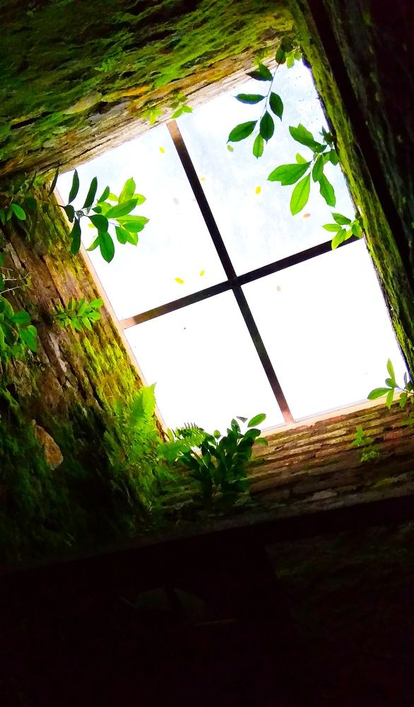Window