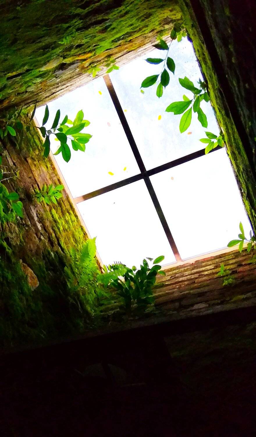 Window