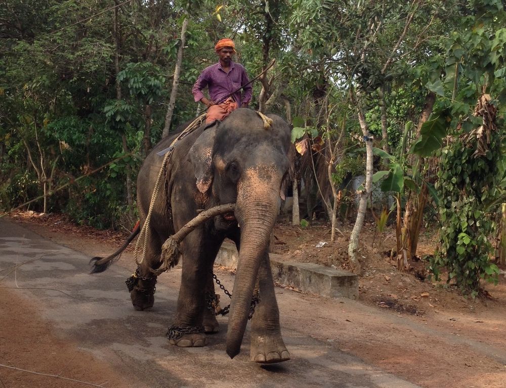 Elephants in festivals
