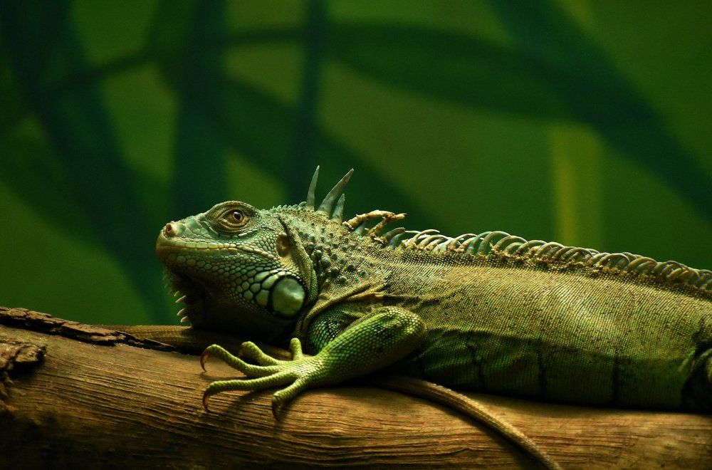 Green Iguana