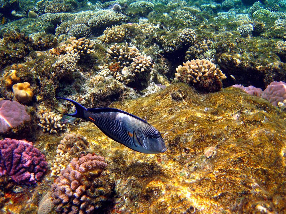 Подводные встречи