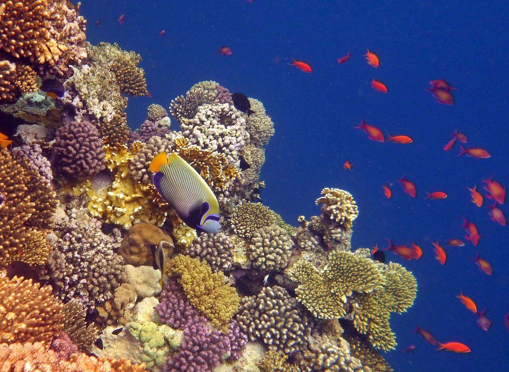 Императорский ангел и его свита