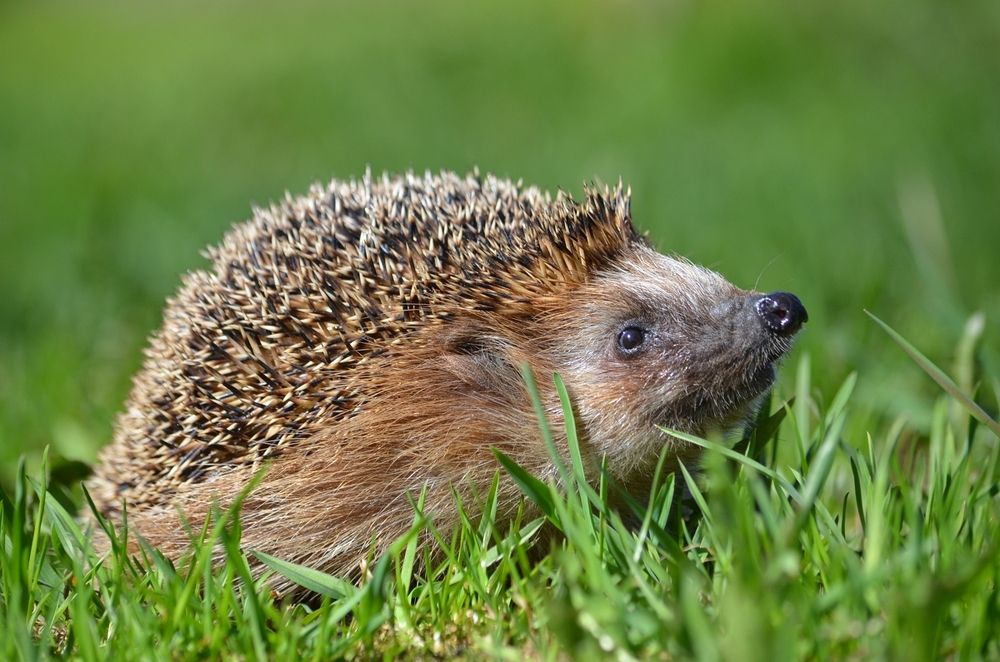 Ежик в парке