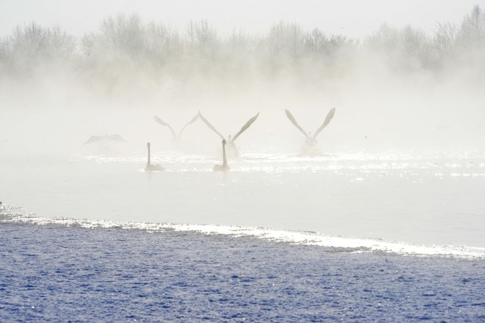 Лебединая верность Алтаю.