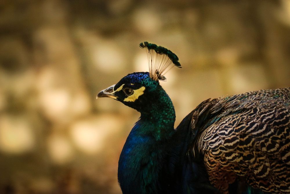 Photograph by Pedro Marques