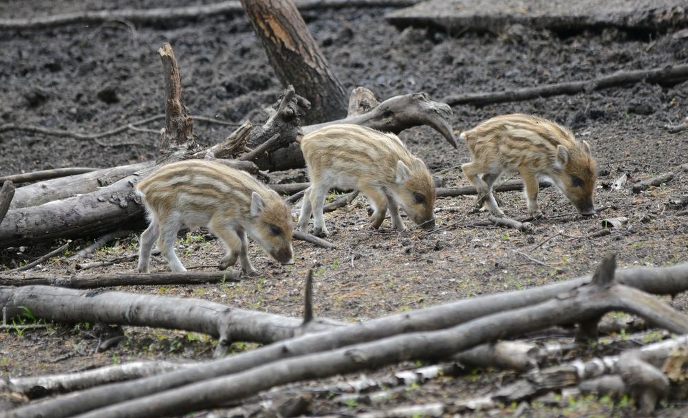 Три поросенка