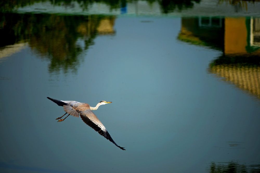 Цапля в полете.
