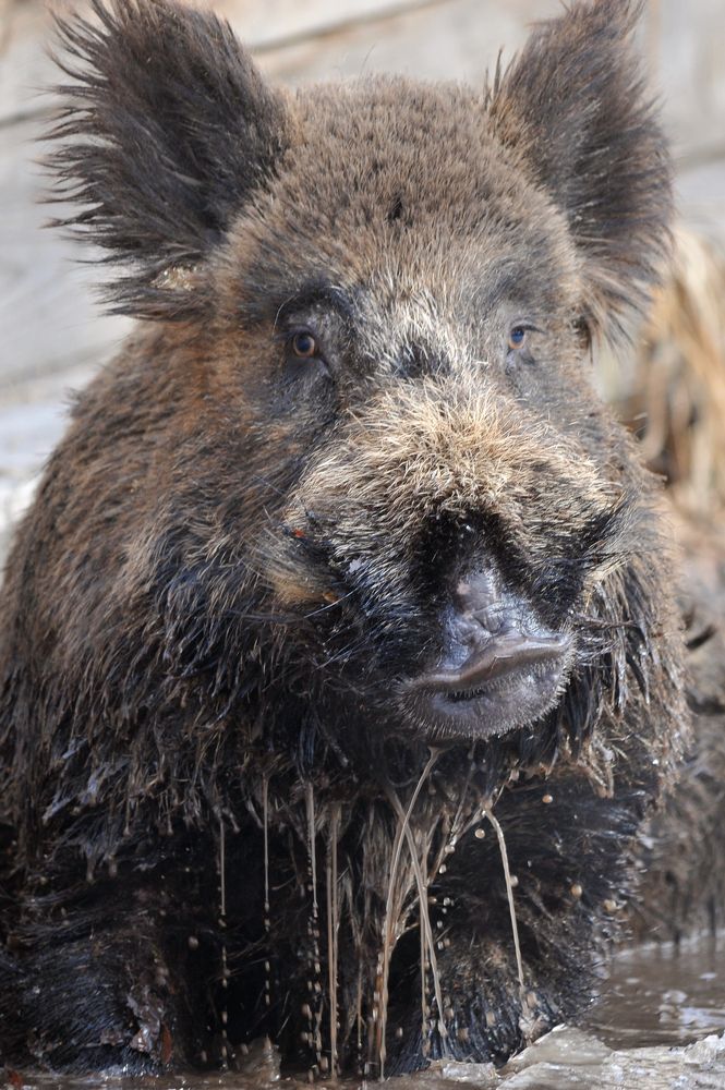 Портрет «друга».