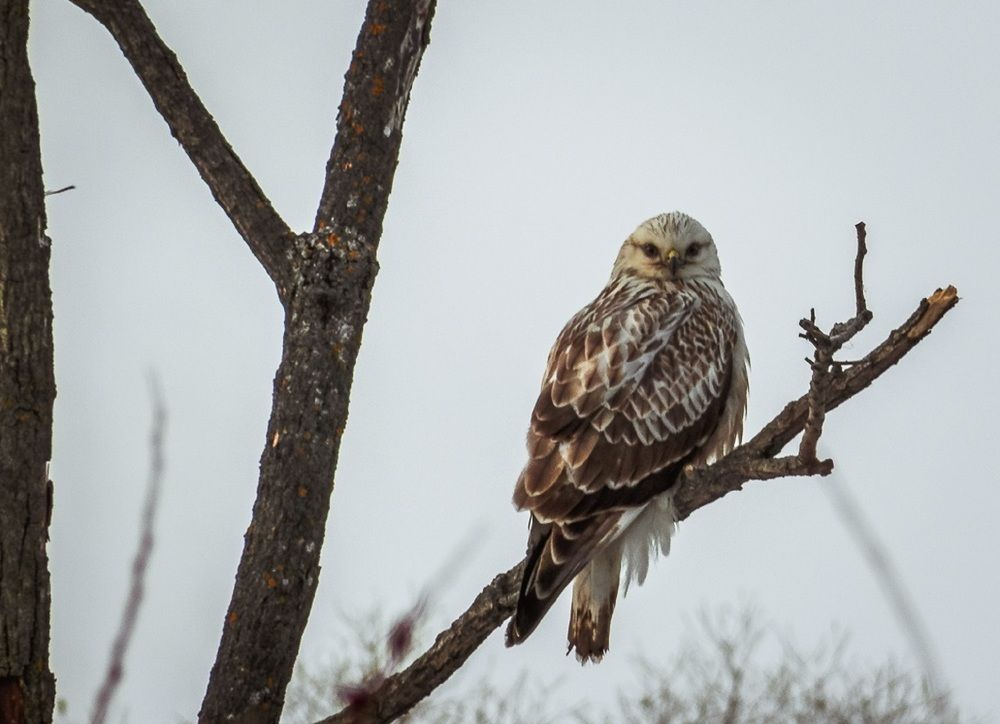 Мохноногий канюк