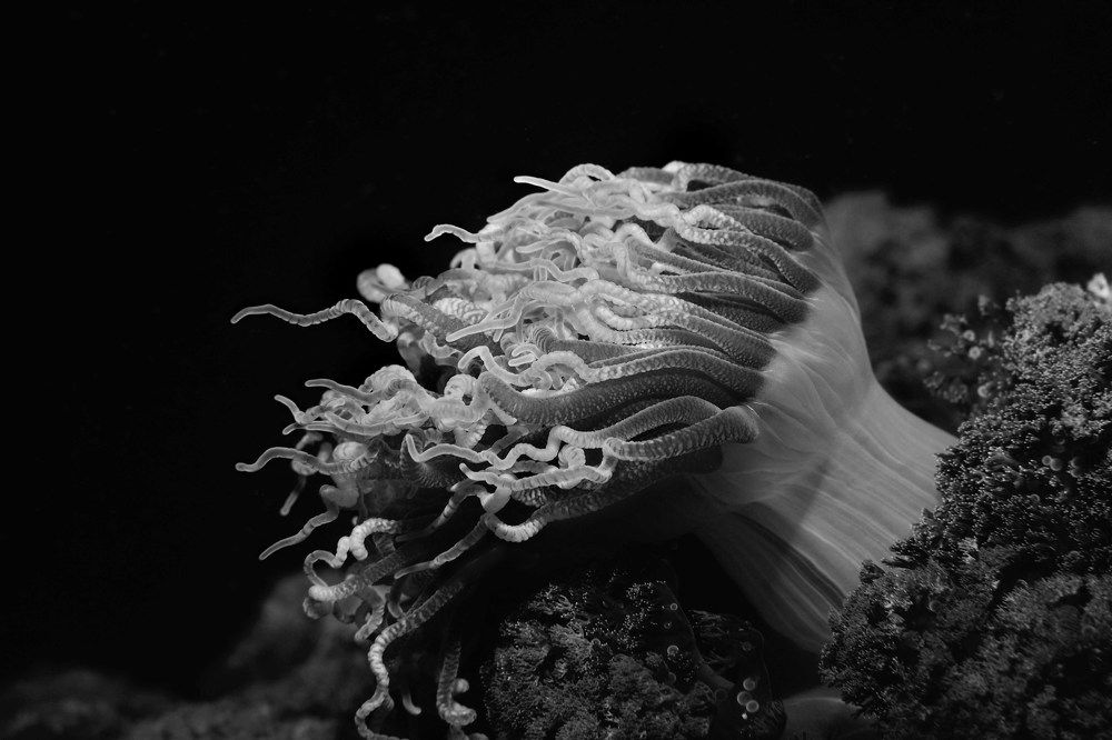 Голова Горгоны