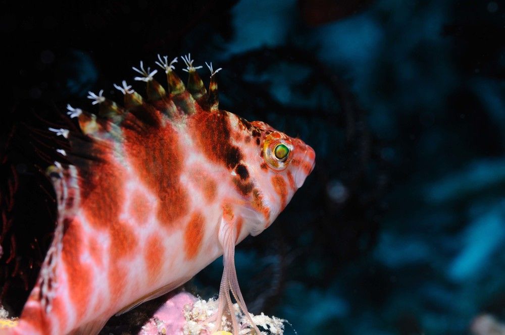 Царевна Несмеяна