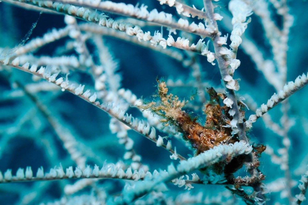 В морозной дымке