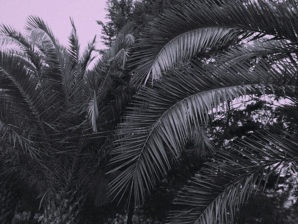Grey Palm