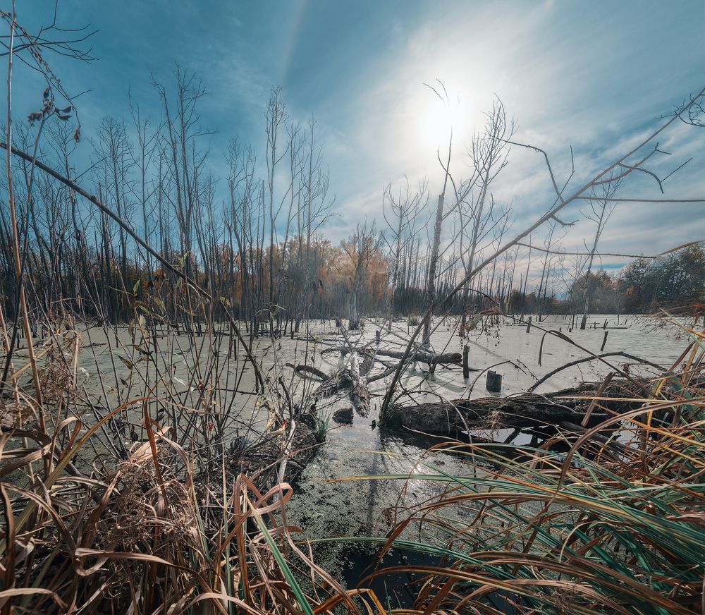 Autumn sunny day in the Swamp, October 2018
