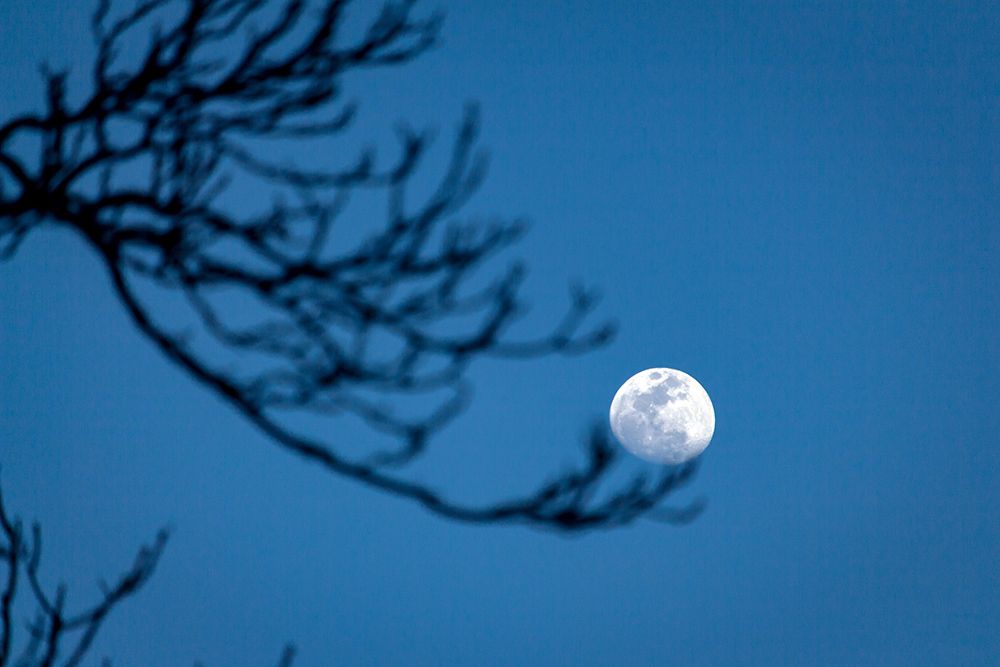 Moon On Hand Of Tree.