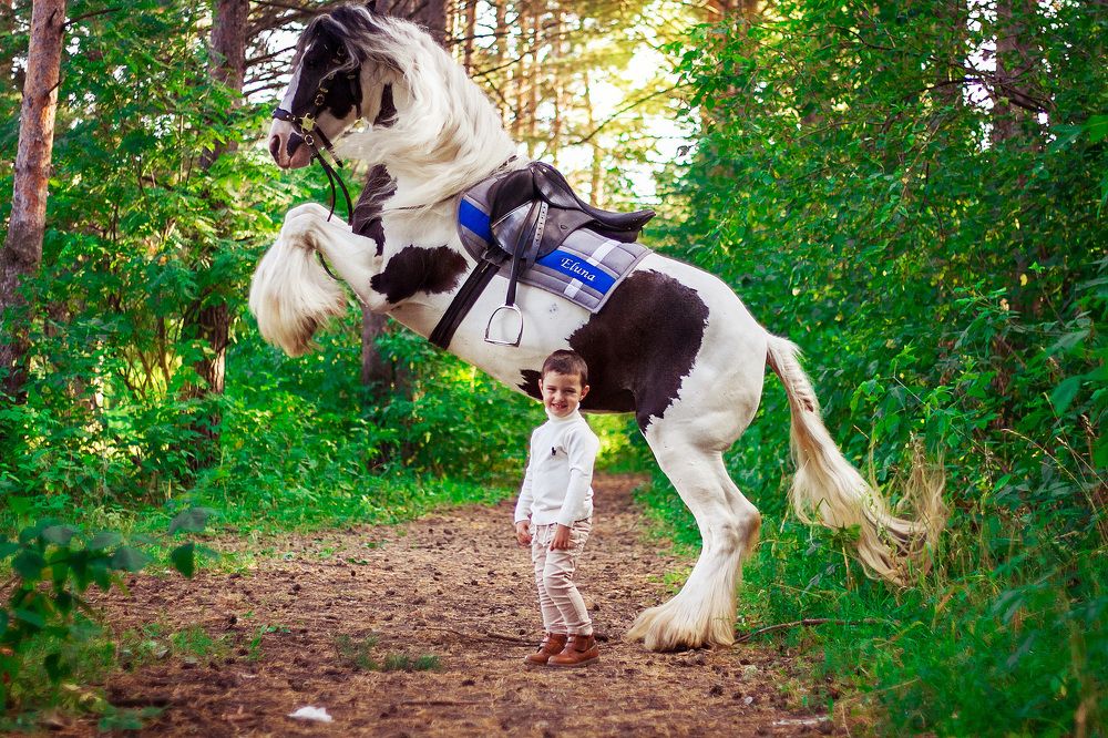 Никита и Элуна (трюковая лошадка породы тинкер)