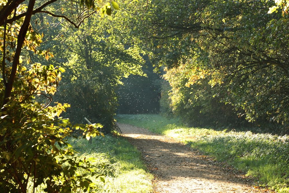 Мошки в солнечном свете
