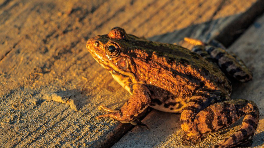 Глянул — царевна!!! Присмотрелся — не, все-таки лягушка…