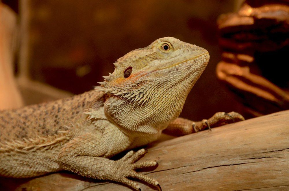 Photograph by Andrey Chuntomov