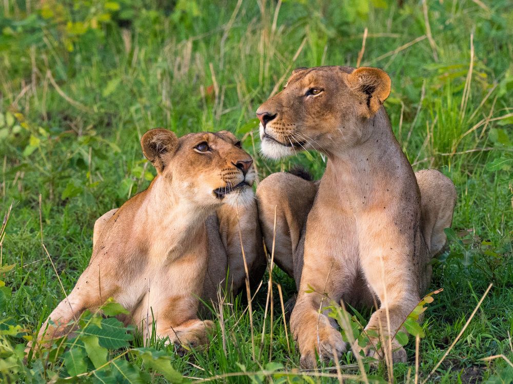 Only one Mother (II)