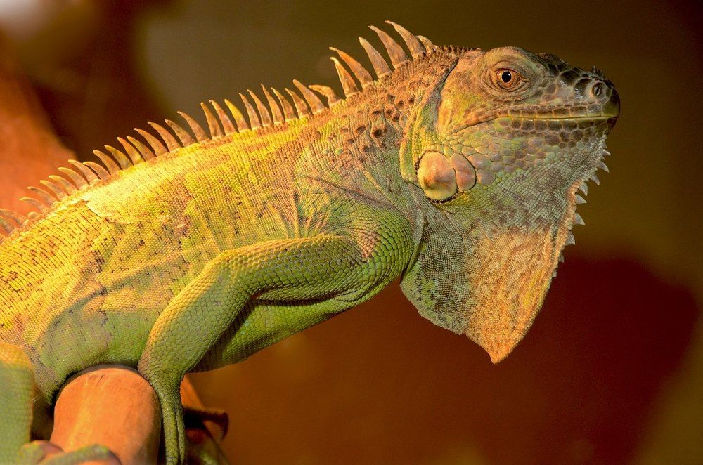 Photograph by Andrey Chuntomov