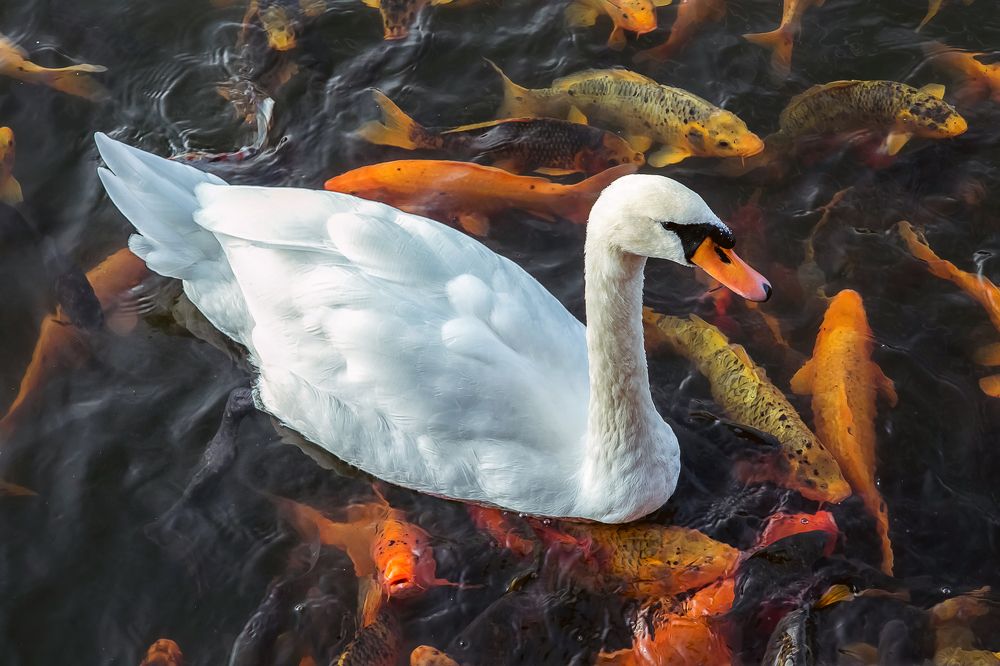 Лебедь и рыбы
