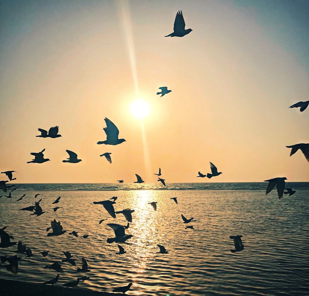 free flying birds at sunset
