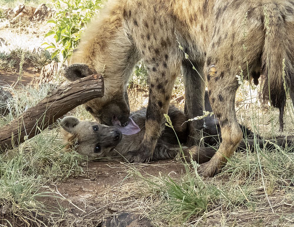 The love between Mom and her young