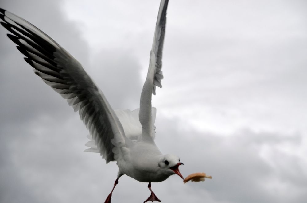 Photograph by Galina Baranovskaja