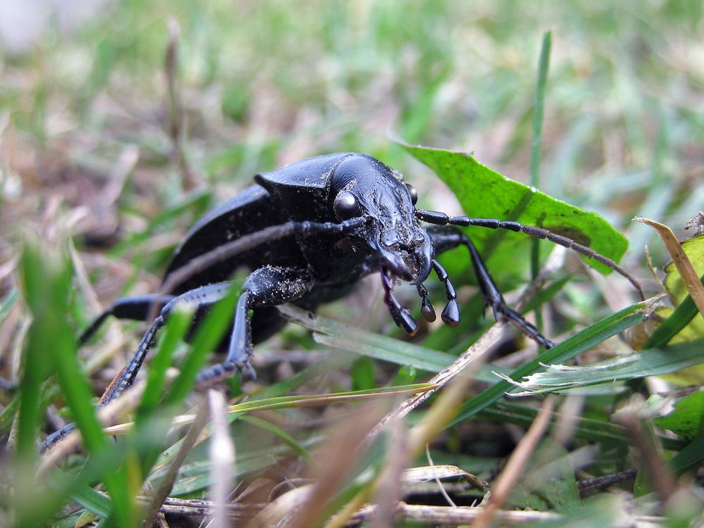 Маленькое чудовище