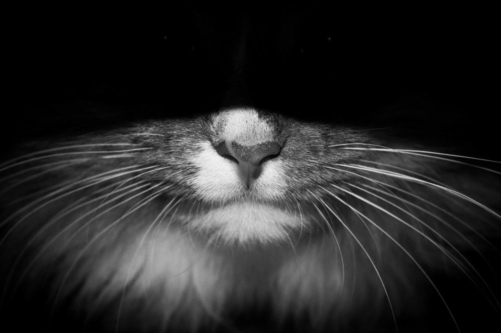 Photograph by Анна Скоморохова