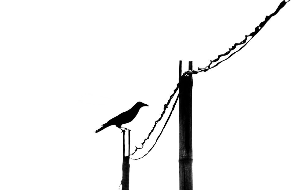 Heart of a Lonely Crow