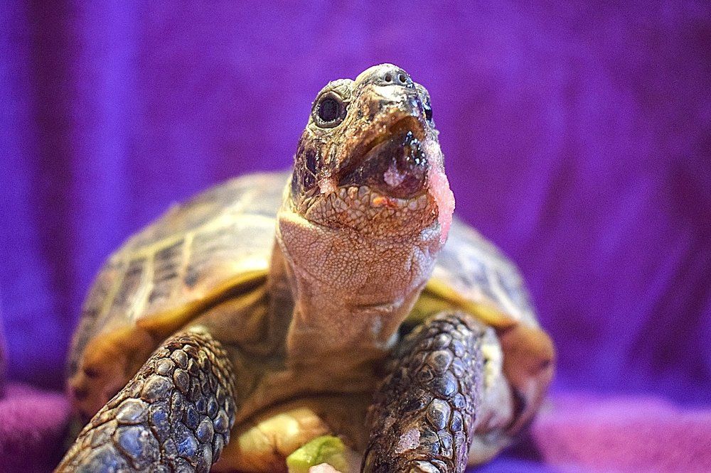 Фотография автора Мария Яропольская