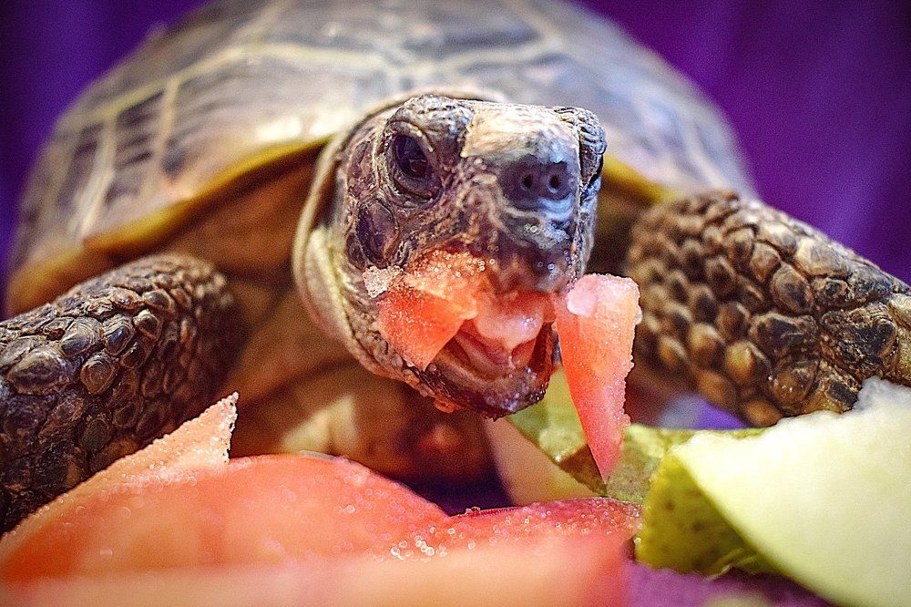 Фотография автора Мария Яропольская