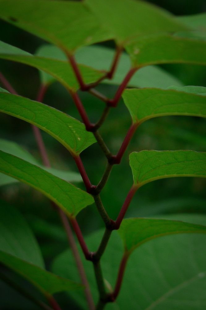 Ритм природы.