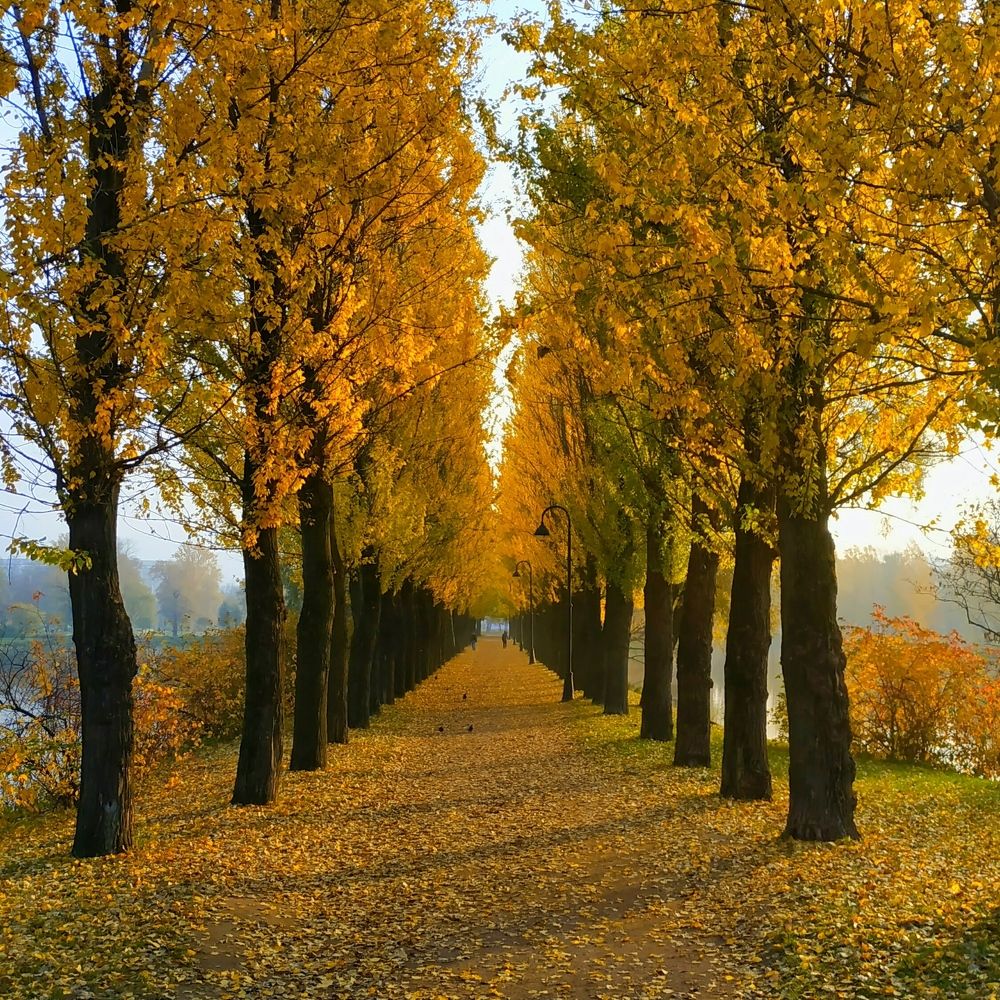 Осенняя дорога