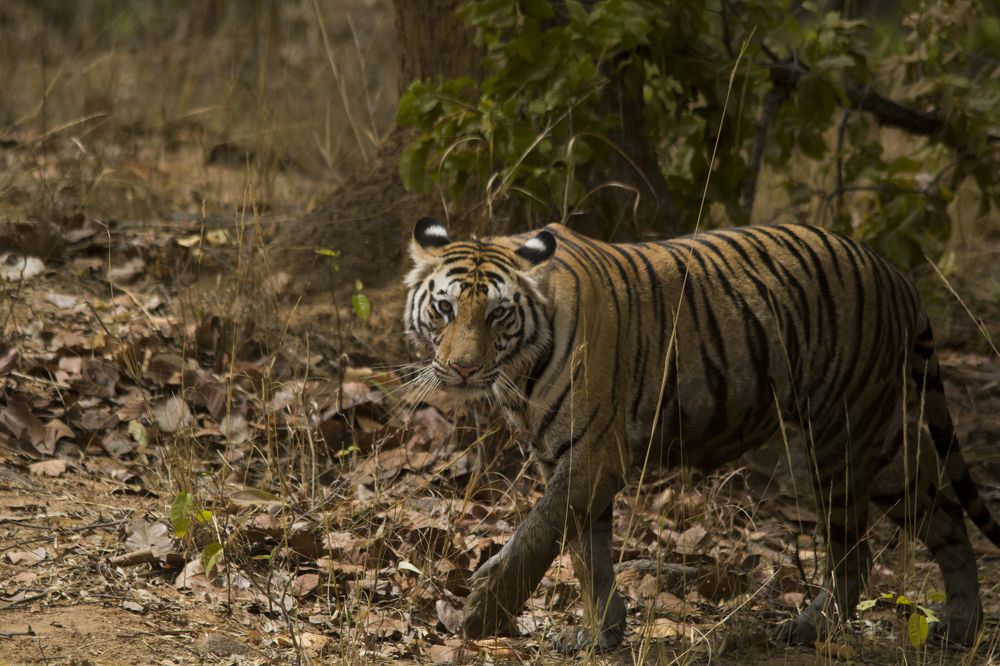 Bengal tiger