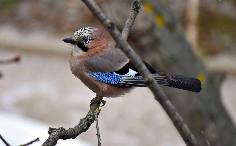Сойка под окном