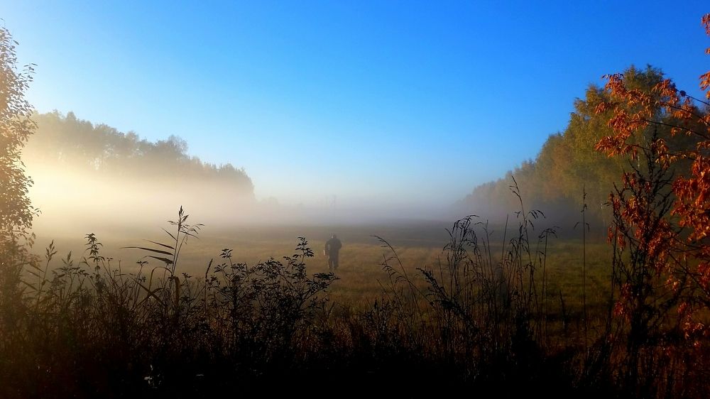 Лесной пейзаж